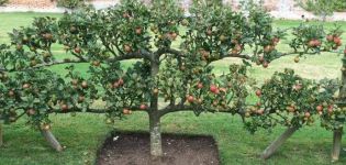 Beschreibung und Eigenschaften des kriechenden Apfelbaums, Pflanz- und Pflegemerkmale