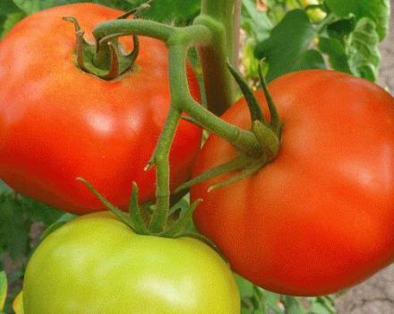 Beschreibung der Tomatensorte Zhenaros und ihrer Eigenschaften