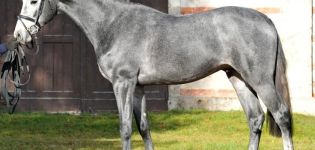 Beschreibung und Merkmale der Holsteiner Pferde, Wartungsregeln und Preis