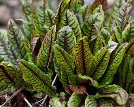 Die besten Sauerampferarten für offenes Gelände, Beschreibung und für den Anbau in der Region Moskau