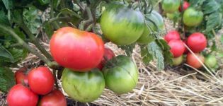 Characteristics and description of the Mongolian Dwarf tomato variety, its cultivation and yield