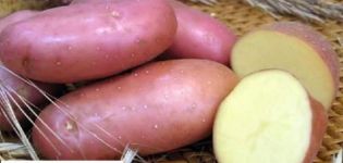 Description de la variété de pomme de terre Arosa, caractéristiques de culture et rendement