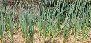 Beschreibung der Bogatyr-Knoblauchsorte, ihrer Eigenschaften und ihres Anbaus