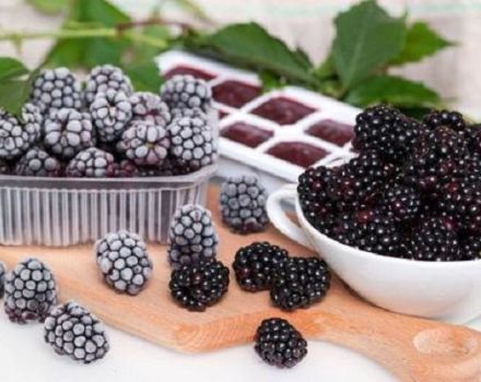 So lagern Sie frische Brombeeren, trocknende Beeren und Haltbarkeit richtig