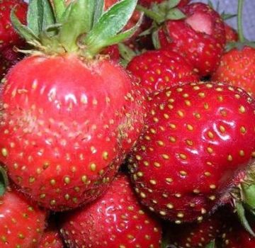 Description des variétés de fraises Délicatesse, plantation et entretien de Moscou