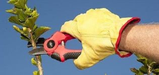 Wie man Hasel im Herbst richtig schneidet und wie man die Krone bildet, Diagramm