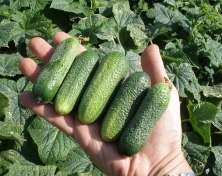 Description de la variété de concombre Claudia, ses caractéristiques et son rendement