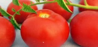 Beschreibung und Eigenschaften von Pharao-Tomaten, positive Eigenschaften