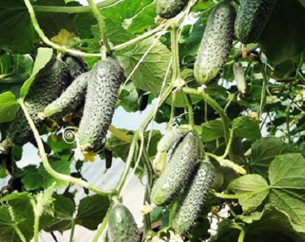 Description of the Aztec cucumber variety, its characteristics and cultivation