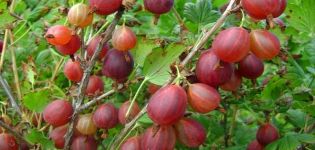 Description des meilleures variétés de groseille à maquereau, 50 espèces les plus grosses et les plus sucrées