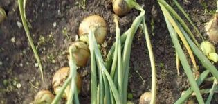 Quand est-il temps de mettre les oignons et les navets pour le stockage: déterminer le moment de la maturité
