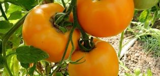 Beschreibung der Tomatensorte Amber und ihrer Eigenschaften