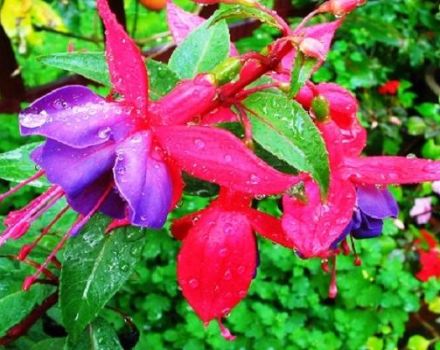 Description des variétés et des types populaires de fuchsia, plantation et entretien