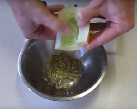 Wie sammle ich Gurkensamen zu Hause mit eigenen Händen?