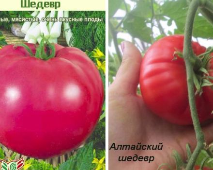 Varieties of tomato varieties Masterpiece, its description and yield