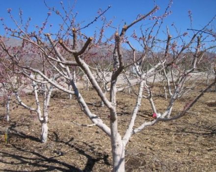 Comment fertiliser les abricots en été, au printemps et en automne pendant la fructification et après la récolte, comment fertiliser