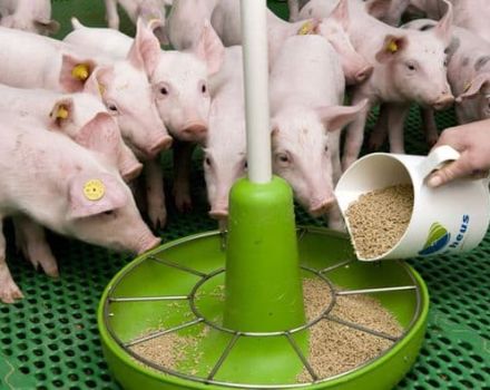 Quel est l'aliment composé pour porcelets et porcs, les types et les meilleurs producteurs