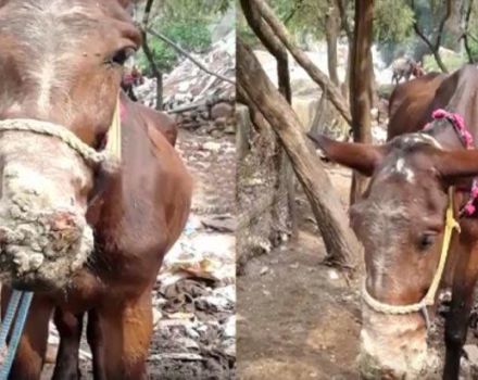 Épizootologie et symptômes de la morve chez les chevaux, méthodes de traitement et de prévention