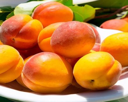 Description des meilleures variétés d'abricots pour la culture dans la région de Leningrad, plantation et entretien