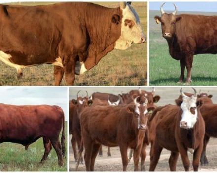 Causes et signes de réticulite traumatique chez les bovins, traitement et prévention