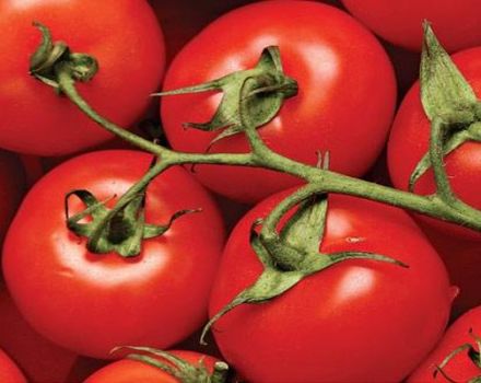 Eigenschaften und Beschreibung der Tomatensorte des Tarasenko-Hybrids, deren Ertrag