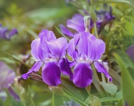 Wie und wann man Astilbe in Vorbereitung auf den Winter schneidet, ob es notwendig ist, zu bedecken