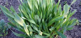 Description of the Slizun onion variety, features of cultivation and care