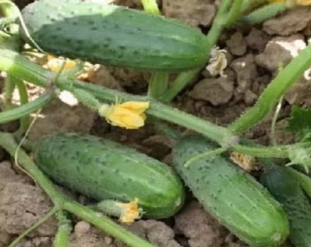 Beschreibung der Gurkensorte Drei Tanker, ihre Eigenschaften und Ertrag