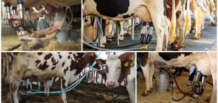 Diagramm einer Melkmaschine für Kühe und Funktionsprinzip zu Hause