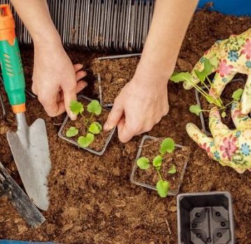 Calendrier lunaire des semis du jardinier planteur pour août 2020