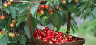 Description et caractéristiques des variétés de cerises douces Julia, pollinisateurs, plantation et soins