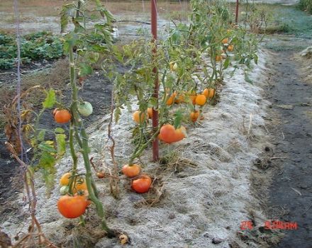 Rules for growing tomatoes in Siberia and the best varieties for harsh conditions