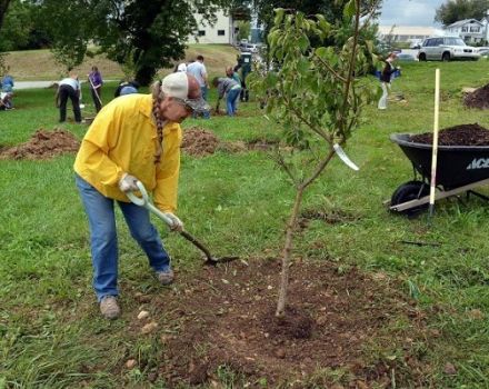 Quand et comment transplanter correctement un abricot dans un nouvel endroit et règles de soin des arbres