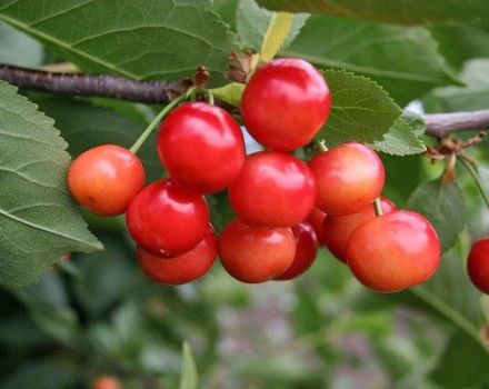 Beschreibung und Herkunftsgeschichte der Ptichya-Kirschsorten, Anwendungs- und Pflegemerkmale