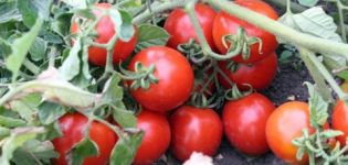 Eigenschaften und Beschreibung der Tomatensorte Countryman, deren Ertrag