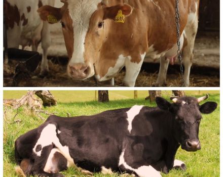 Was tun, wenn die Kuh schwach ist und nicht aufsteht? Was ist der Grund und wie wird sie aufgezogen?