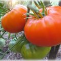 Caractéristiques et description de la variété de tomate Altai Orange
