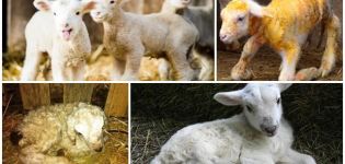 Ursachen und Anzeichen einer Erkrankung der weißen Muskeln bei Lämmern, Behandlung und Vorbeugung