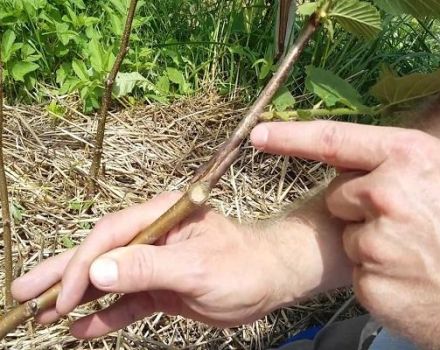 Méthodes de greffage des noisettes sur un écrou d'ours, calendrier et caractéristiques