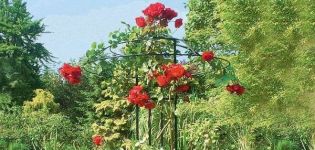 Variétés et sélection des meilleurs supports pour rosiers grimpants, comment créer de vos propres mains