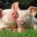 Welche Kräuter Ferkel geben können und welche nicht, eine Liste nützlicher und gefährlicher Pflanzen