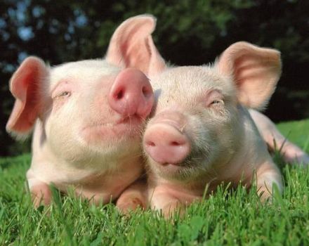 Welche Kräuter Ferkel geben können und welche nicht, eine Liste nützlicher und gefährlicher Pflanzen