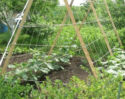 How to make a tomato trellis with your own hands