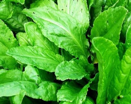 Comment protéger l'oseille des parasites et des maladies, quels remèdes populaires et produits chimiques traiter