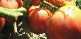 Description de la variété de tomate Love Earthly et ses caractéristiques