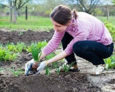 Was kann nach Knoblauch im nächsten Jahr im Garten gepflanzt werden