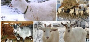 Rules for breeding and caring for goats at home for beginners