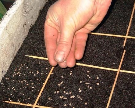 Zeitpunkt der Aussaat von Tomaten für Setzlinge in Sibirien