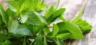 TOP 10 des recettes pour préparer des blancs de menthe et de mélisse pour l'hiver