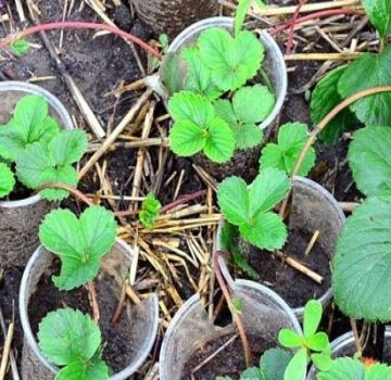 Les meilleurs moyens de bien entretenir une moustache de fraise avant la plantation